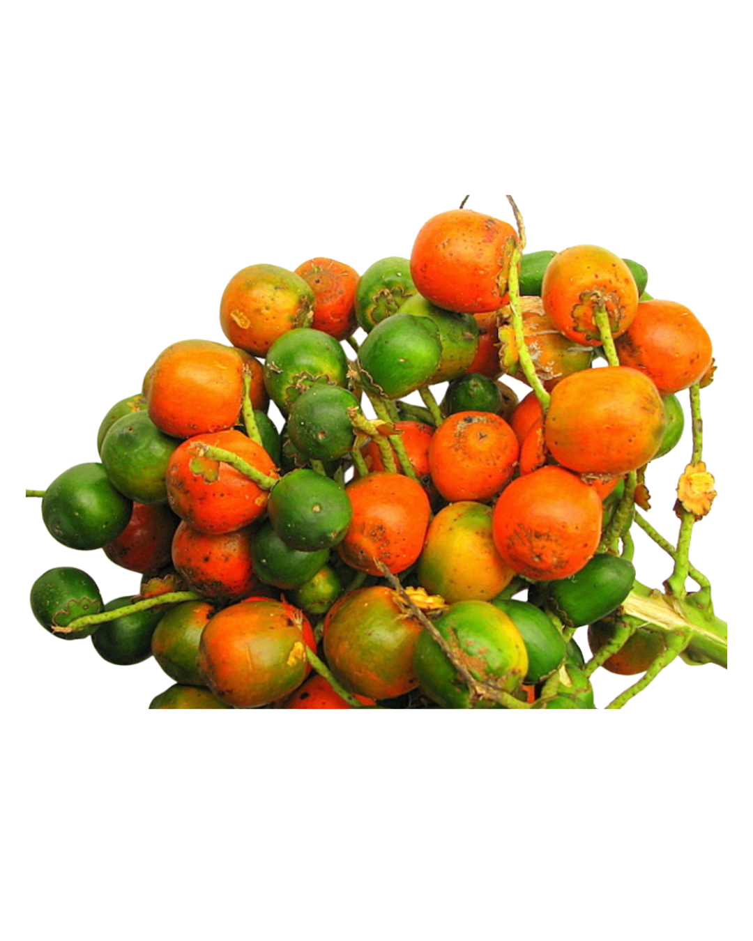 Peewa Peewah Imported From Trinidad – LIME DISTRIBUTION INTL' INC.