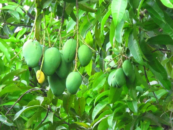 Long Mango Imported From Trinidad – LIME DISTRIBUTION INTL' INC.