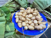 Tippi Tambo Imported From Trinidad