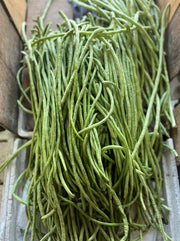 Long Bean Bodi Imported From Trinidad