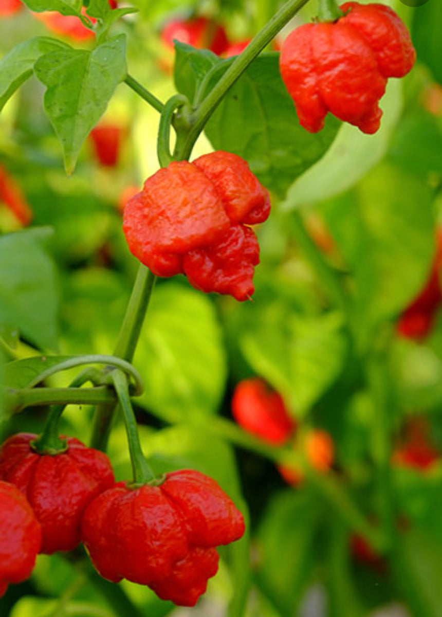 Scorpion Peppers Imported From Trinidad – LIME DISTRIBUTION INTL' INC.